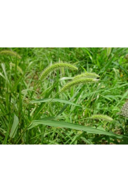 Мишій зелений